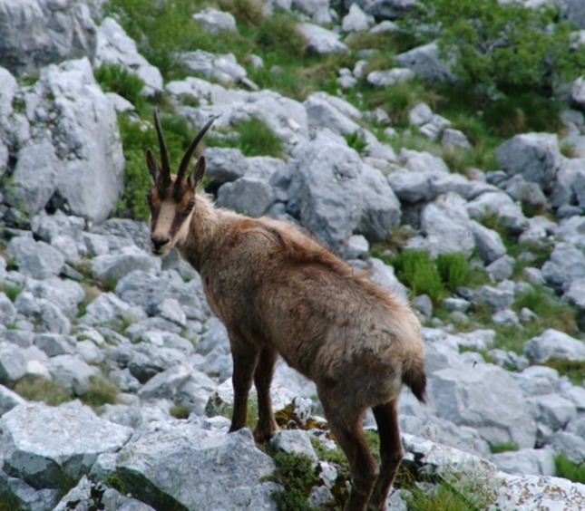 Camoscio d''Abruzzo Rupicapra pyrenaica ornata